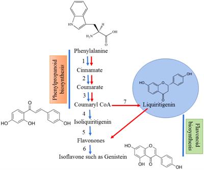 Recent advancements in multifaceted roles of flavonoids in plant–rhizomicrobiome interactions